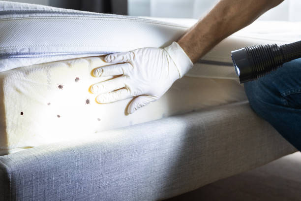 Best Rat Extermination Near Me  in Bristol, CT